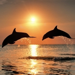 Dolphins