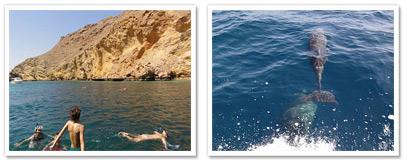 marine life oman