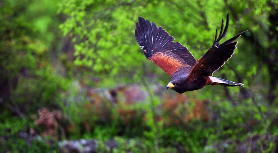 Dubrava Falconry Centre - Croatia