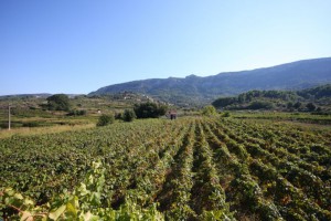 Country side landscape with vines in Croatia