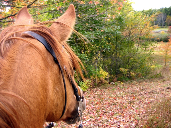 horseback-riding-autumn-Croatian-villas