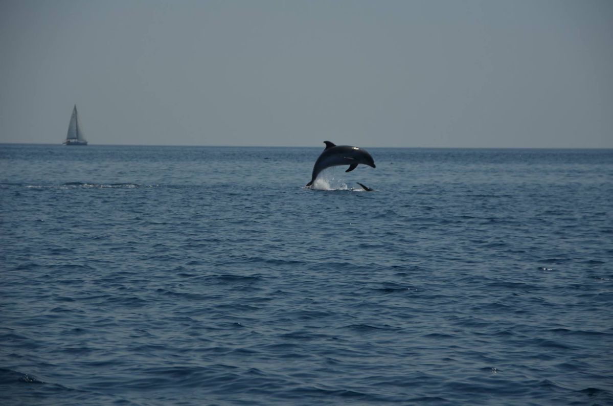 kornati National park - dolphine