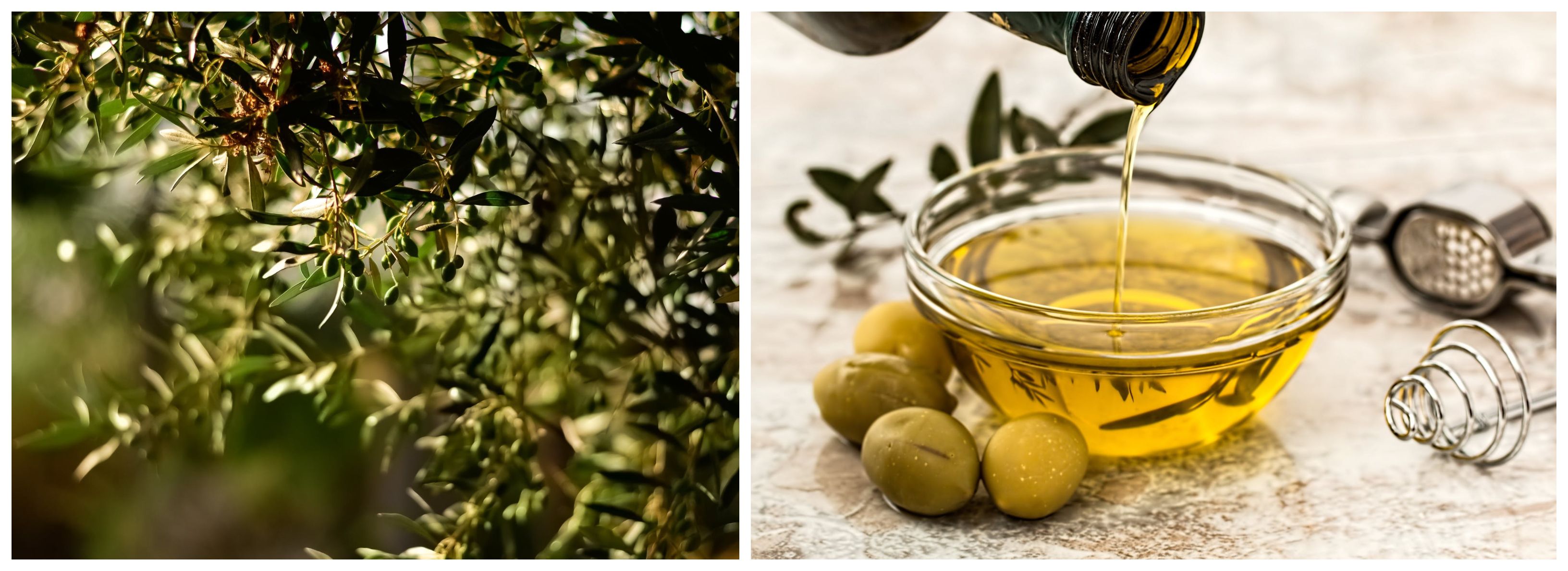 Croatian olive oil